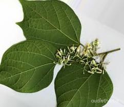 augmented_Alangium begoniaefolium leaf2_0_1170.jpeg